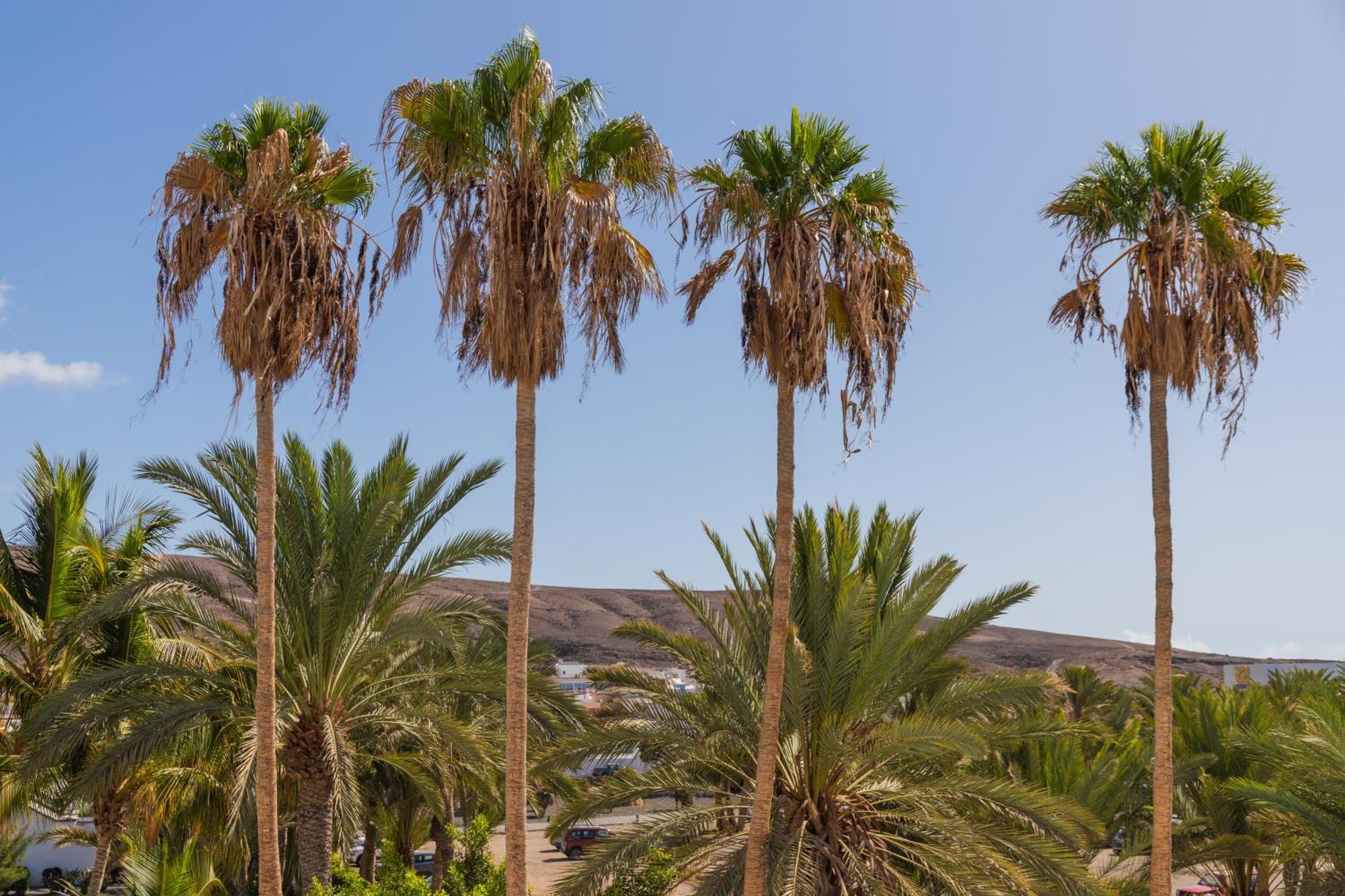 Palm Beach Fuerteventura 塔拉哈勒赫 外观 照片